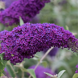 Буддлея Давида Нано Пёпл Буддлея Давида Нано Пёпл