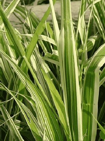 Фалярис тростниковый Dwarf Garters