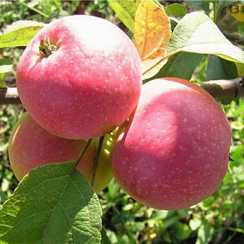 Яблоня карликовая Антоша