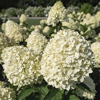 Гортензия метельчатая Шуга Раш Гортензия метельчатая Шуга Раш