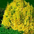 Барбарис Тунберга Golden Torch