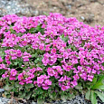Арабис кавказский Little Treasure Deep Rose