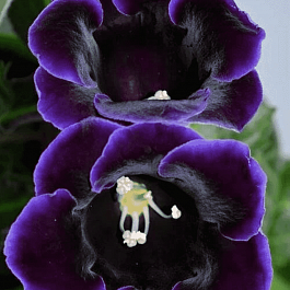 Глоксиния Violacea