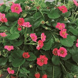 Земляника садовая Тоскана