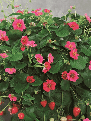 Земляника садовая Тоскана