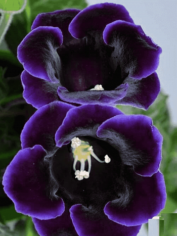 Глоксиния Violacea