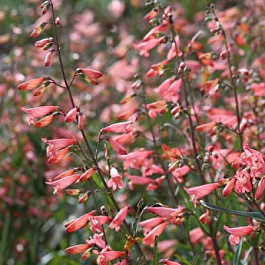 Пенстемон бородатый Твизл Корал