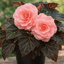 Бегония клубневая Nonstop Мосса Light Pink Shade: