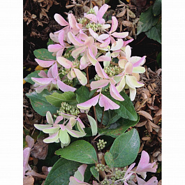 Гортензия метельчатая Стар Роуз