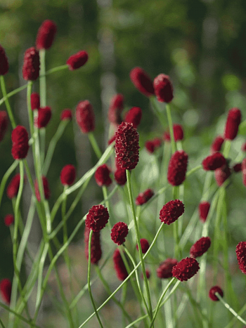 Кровохлебка  Beetlewings