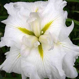 Ирис японский Вайт Ледиз