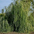 Ива гибридная Идеал
