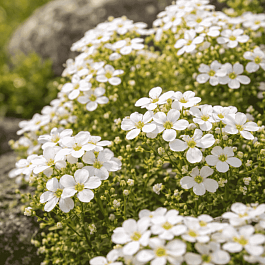 Арабис кавказский Aubris White