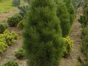 Сосна черная Pyramidalis