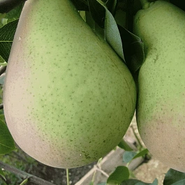 Груша Январская