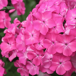 Флокс метельчатый Клавдия