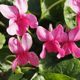 Виола душистая Coeur D'alsace