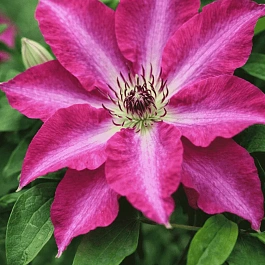 Клематис Viva Polonia