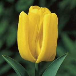 Тюльпан Йеллоу Кинг