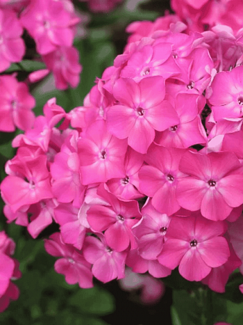 Флокс метельчатый Клавдия