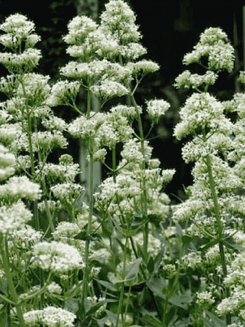 Кентрантус красный Albus