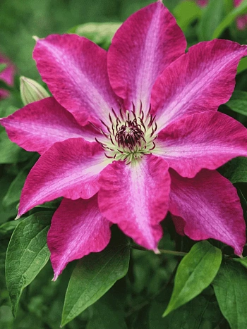 Клематис Viva Polonia