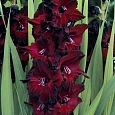 Гладиолус Black Jack