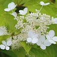 Гортензия метельчатая Papillon