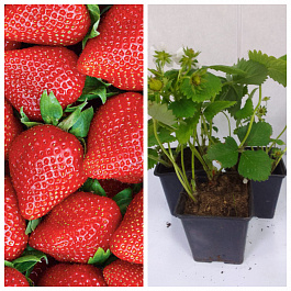 Земляника садовая Дестини НАБОР 3ШТ