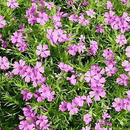 Флокс шиловидный Fabulous Rose