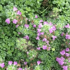 Тимьян ползучий Elfin