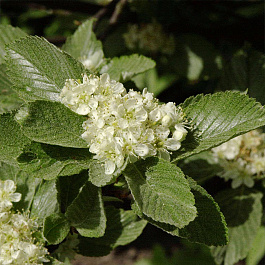 Рябина круглолистная Магнифика