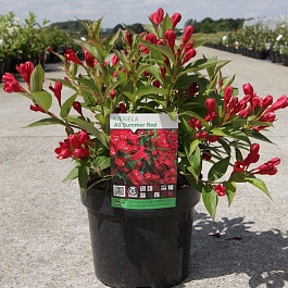 Вейгела гибридная ALL SUMMER RED 