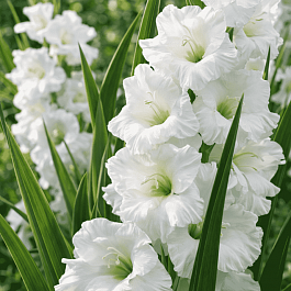 Гладиолус White Prosperity