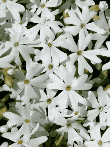 Флокс шиловидный Snowflake