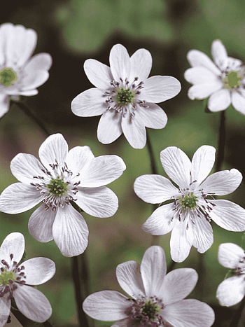 Печеночница японская White Forest Hybrids