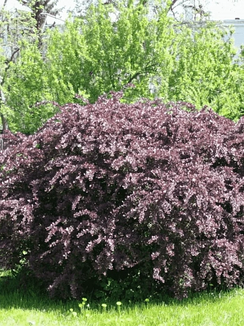 Барбарис оттавский Superba