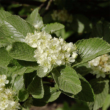 Рябина круглолистная Магнифика