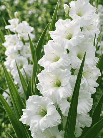 Гладиолус White Prosperity