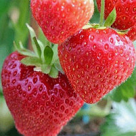 Земляника садовая Сонсейшн Земляника садовая Сонсейшн