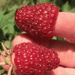 Малина ремонтантная Polka