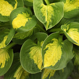 Хоста гибридная Сансет Грувз