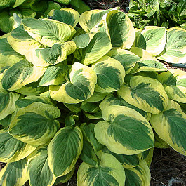 Хоста гибридная Карнавал