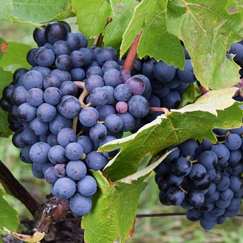 Виноград плодовый Cabernet Sauvignon