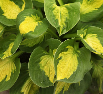 Хоста гибридная Сансет Грувз