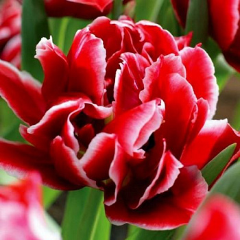 Тюльпан махровый ранний Виллемсорд