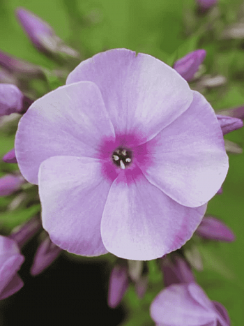 Флокс метельчатый Ярославна