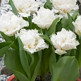 Тюльпан Snow Crystal