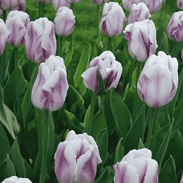 Тюльпан триумф Flaming Flag