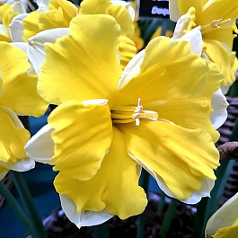 Нарцисс с расщепленной коронкой Банана Сплэш